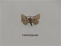 藏品(垂帶刺蛾)的圖片